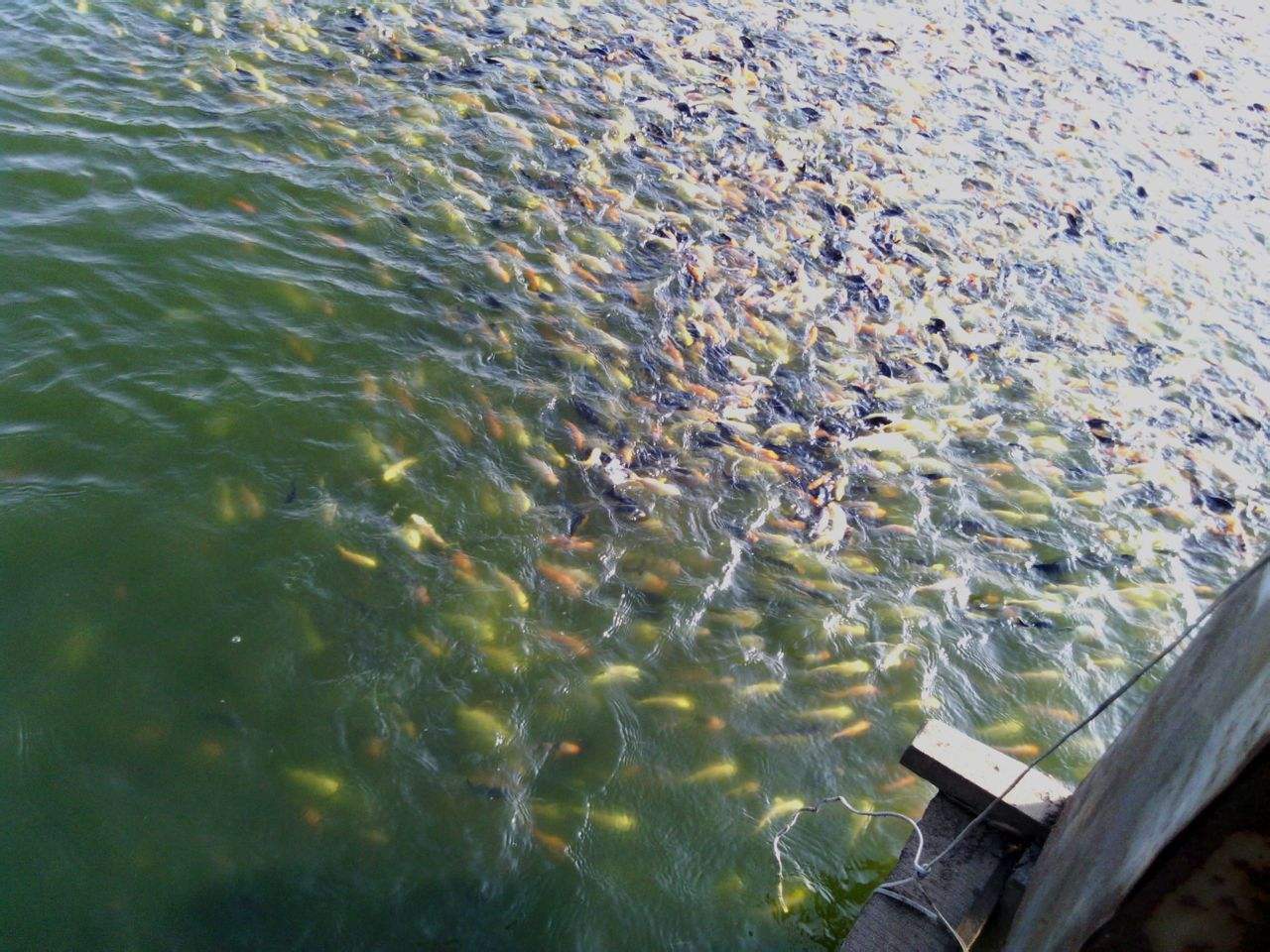 魚塘